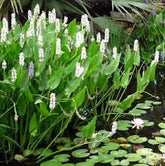 Pontederia cordata alba